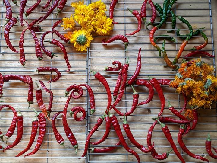 Hot chiles drying on a wire rack with calendula flowers.