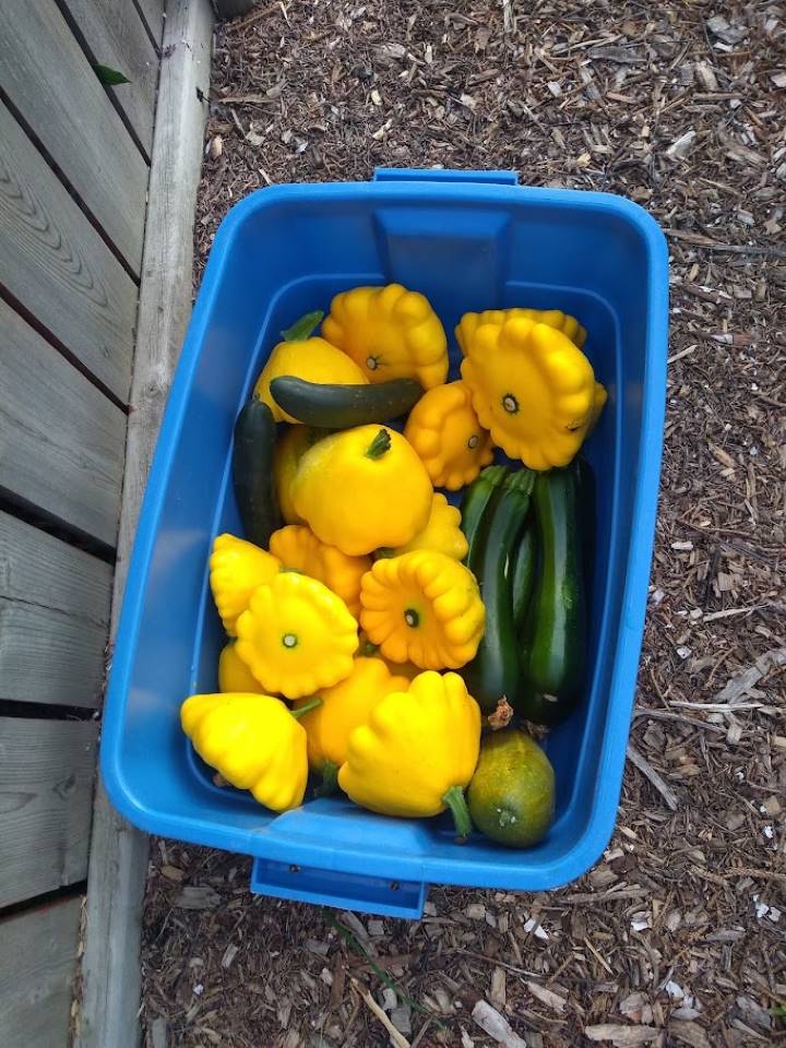 Blue plastic tote full of yellow pattypan squashes, zucchinis and cucumbers.