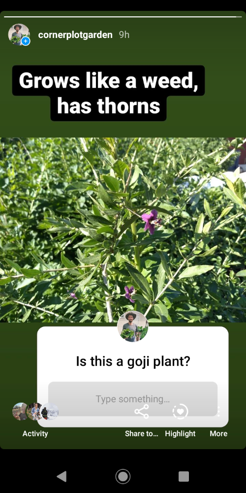 Question asked on Instagram to determine that plant was a goji berry.