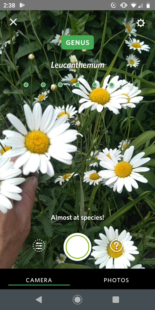 Identifying Leucanthemum genus in the Seek App