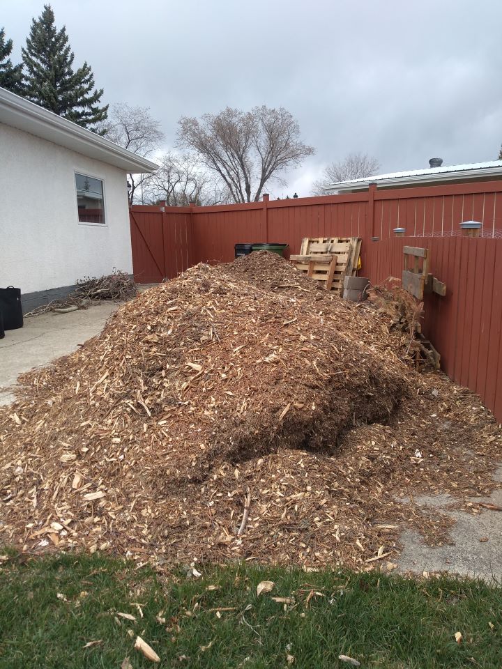 Wood chip mulch pile ready for the garden or a hot bed.
