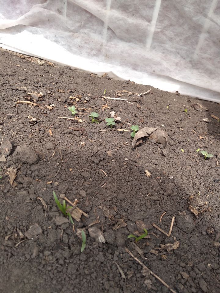 Spinach, daikon and pea seeds starting to sprout under frost protection. 