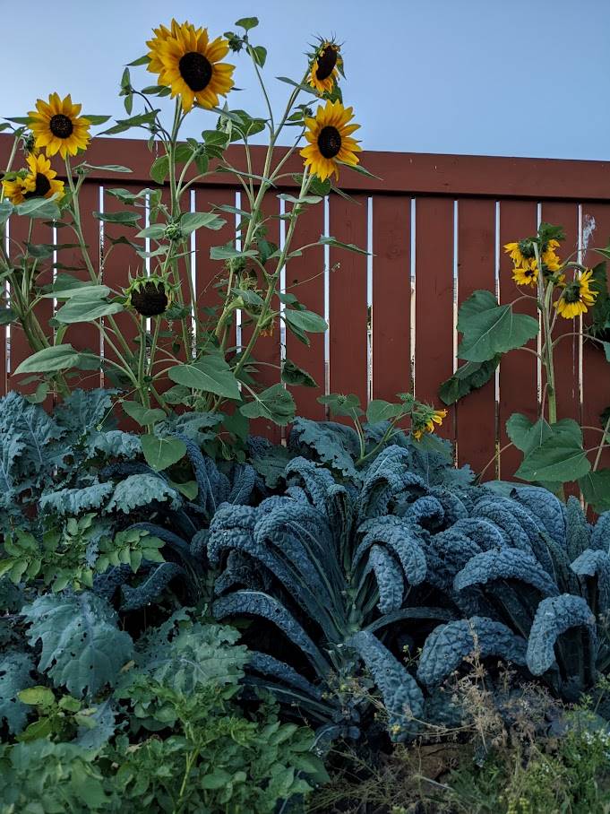 Lacinato Kale with sunflowers beside an orange fence.