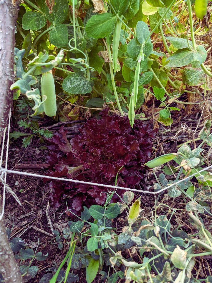 Red lettuce growing in between peas, underneath pea pods.