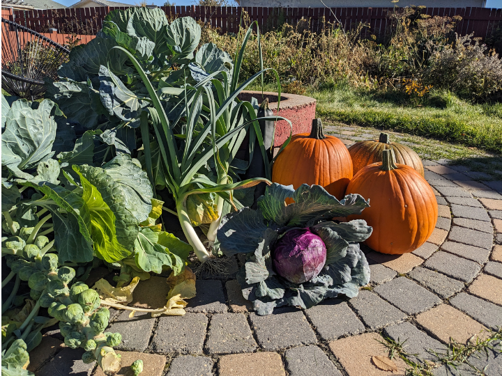 Orange pumpkins, purple cabbage, brusell sprouts and leeks lined up on a paving stone patio.