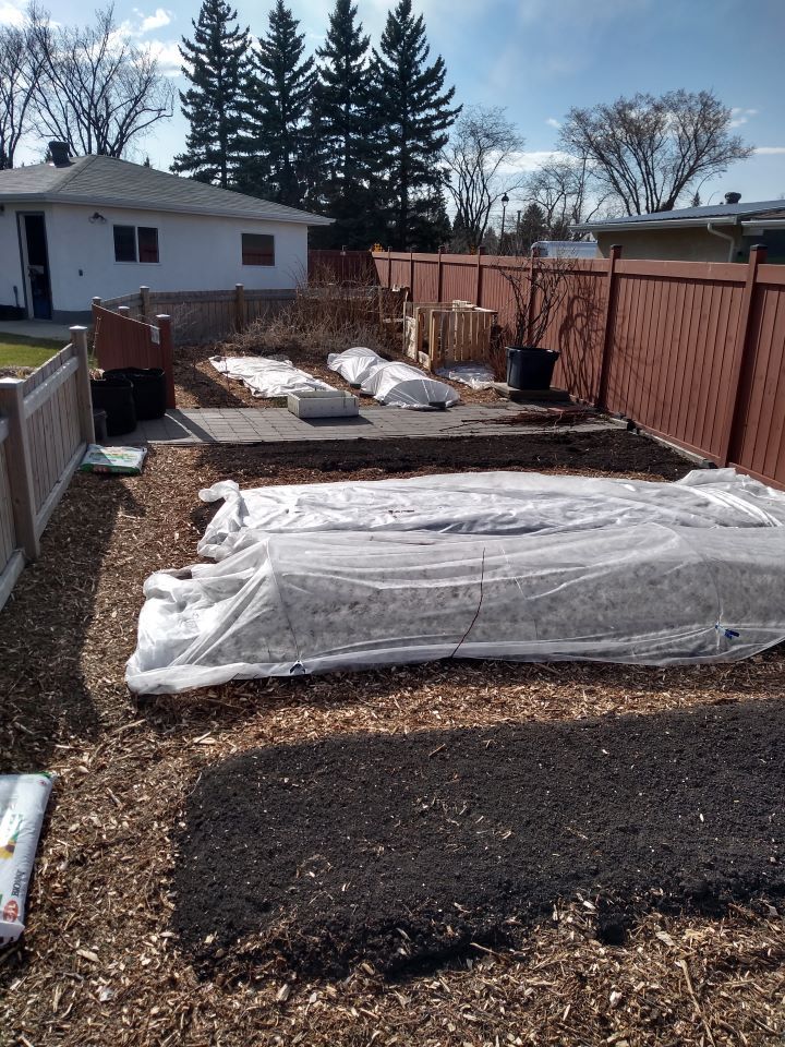 Garden beds, three covered with grow cloths and mulched pathways in between. Early spring in sunshine.